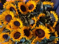 Sonnenblumen