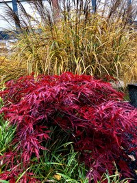 Chinesischer Garten